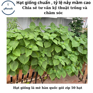 Hạt giống lá mè hàn quốc f1