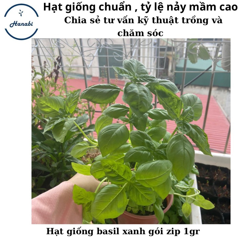 Hạt giống basil xanh