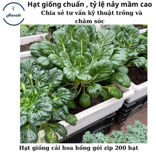 Hạt giống cải hoa hồng