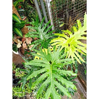 Cây giống trầu bà thanh xuân