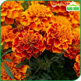 Hạt giống Hoa Cúc Vạn Thọ Pháp Ban Mai Rd 835 (0,1g~80 hạt) thích hợp trồng chậu, quanh năm