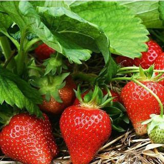 Mứt dâu tây Le Fruit 30g