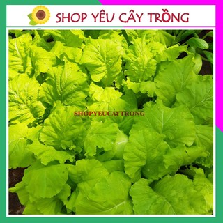 Hạt giống cải dún Tokyo bekena MỸ giòn, ngọt gói 2gr ( khoảng 500-600 hạt)