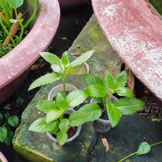 Rau bầu đất C..ay giống