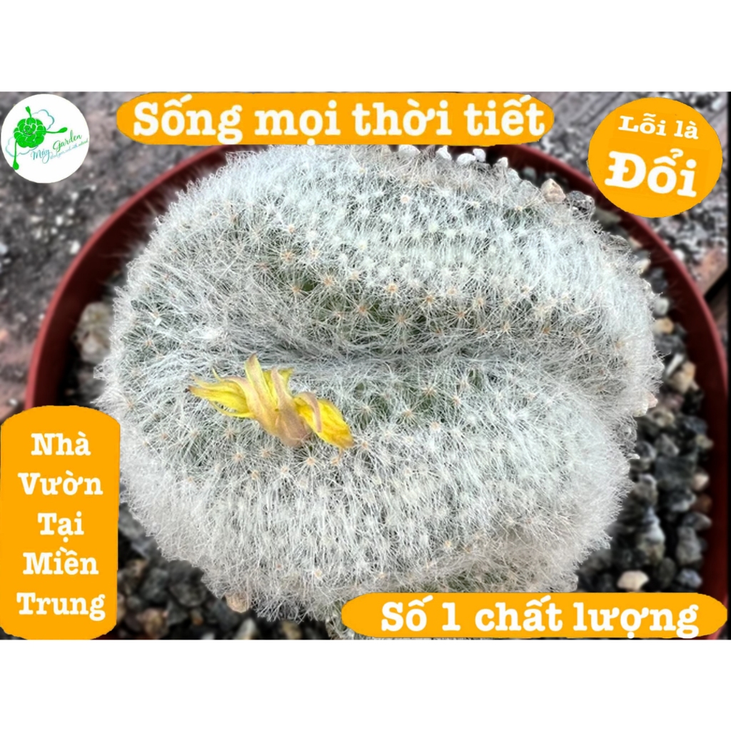 Xương rồng cress lông trắng mềm mại hoa vàng size từ 3,5 đến 5cm.