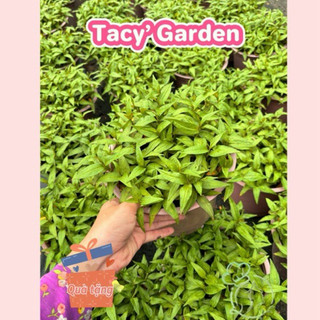 [ TẶNG CÂY CON ] Rau chậu Rau răm TACY'S GARDEN 100% rau sạch nhà vườn trồng