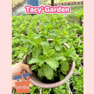 Rau chậu húng lủi tacy's garden 100% rau sạch nhà vườn trồng