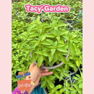 Rau chậu lá é tacy's garden 100% rau sạch nhà vườn trồng