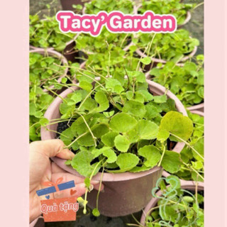 Rau chậu rau má tacy's garden 100% rau sạch nhà vườn trồng