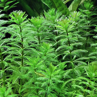 Cây thủy sinh Xương cá (lá cạn) dễ trồng không cần CO2 | Cây cắt cắm