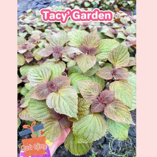 [ TẶNG CÂY CON ] Rau chậu Tía tô TACY'S GARDEN 100% rau sạch nhà vườn trồng