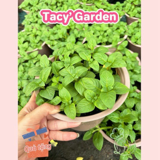 [ TẶNG CÂY CON ] Rau chậu Quế vị TACY'S GARDEN 100% rau sạch nhà vườn trồng