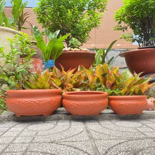 Chậu đất nung - Chậu Bonsai chữ phúc