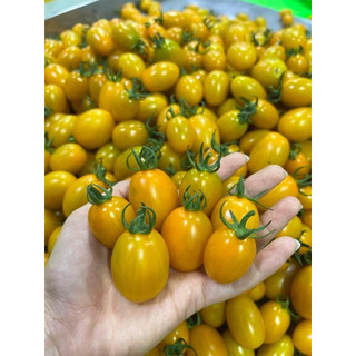 Hạt giống cà chua Cherry vàng nảy mầm 100%
