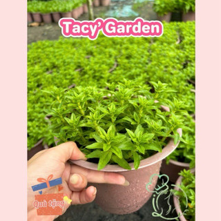 Rau chậu - ngò om tacy's garden 100% rau sạch nhà vườn trồng