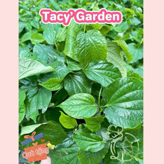 [ TẶNG CÂY CON ] Rau chậu Lá lốt TACY'S GARDEN 100% rau sạch nhà vườn trồng