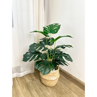 Cây giả - cây lá rùa decor cao 60cm decor trang trí nhà cửa, bàn làm việc, cửa hàng, trang trí homestay,…