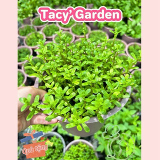 Rau chậu - rau đắng tacy's garden 100% rau sạch nhà vườn trồng