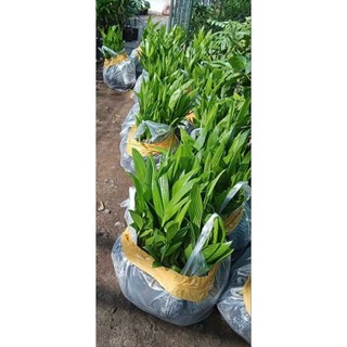 Cau lùn tứ quý(cau tứ thời)