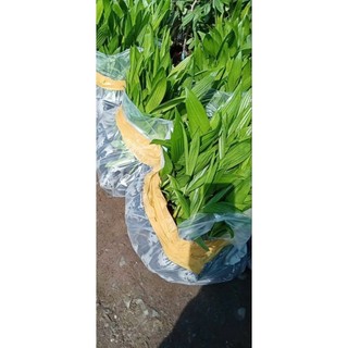 Cau lùn tứ quý(cau tứ thời)