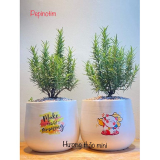 Combo 5 Hương thảo mini để bàn nhỏ dễ trồng, mùi thơm dễ chịu