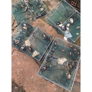 Lồng bẫy cua- dập bẫy cua ghẹ biển