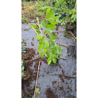Cây Giống Táo Thái