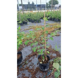Cây Giống Táo Thái