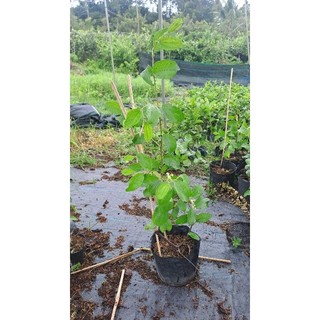 Cây Giống Táo Thái