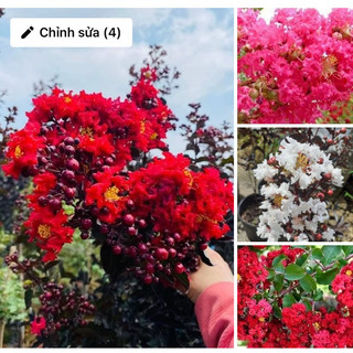 Cây giống hoa tường vi trắng , tường vi đỏ