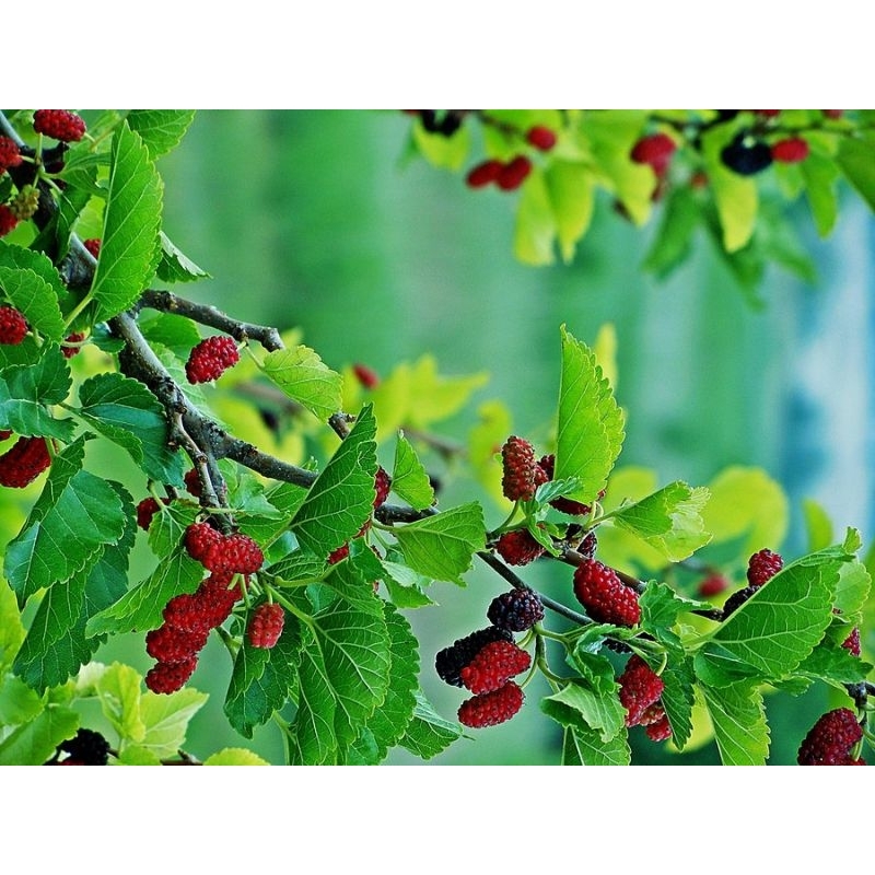 Cây Giống Dâu Tằm - Loại Siêu quả - Trồng làm cây cảnh Bonsai - Cây Dâu Tằm Ăn