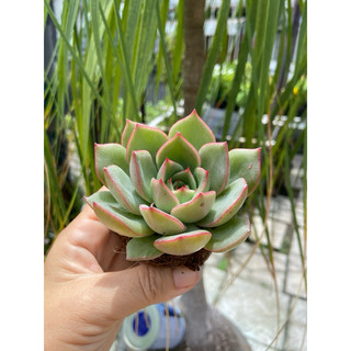 Sen đế vương hồng
