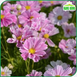  Hạt giống Hoa Cánh Bướm Kép  Sao Nhái Kép Nhiều Màu Rd 869  nhiều màu nảy mầm tốt 