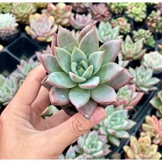 Sen Đá Mận Đỏ Size Bầu 5cm  cây cảnh trang trí SENDABL