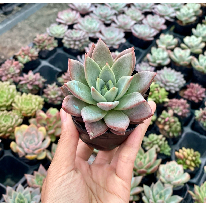 Sen Đá Mận Đỏ Size Bầu 5cm  cây cảnh trang trí SENDABL