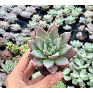 Sen Đá Mận Đỏ Size Bầu 5cm  cây cảnh trang trí SENDABL