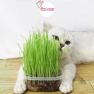 【Giao hàng hoả tốc】Cỏ mèo cho mèo cưng
