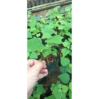 combo 5 bầu sâm lông /5 bầu sâm trơn 80k