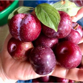 [Chỉ Giao HCM] Mận Cherry - 500g