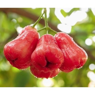 [Chỉ Giao HCM] Hộp Mận đỏ An Phước - 500g