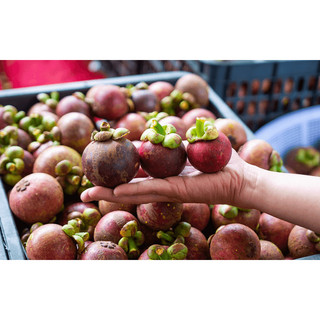 [Chỉ Giao HCM] Măng Cụt - 500g