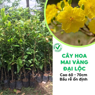 Cây giống hoa mai vàng Đại lộc 36 cánh cao 60-70 cm chuẩn giống