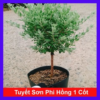 Cây Tuyết Sơn Phi Hồng cây cảnh sân vườn hoa nở quanh năm