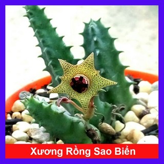 Cây Xương Rồng Sao Biển - xương rồng nở hoa đẹp làm cây cảnh để bàn, trang trí decor