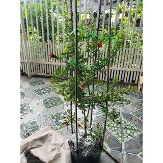 Cây lựu thái.lựu đỏ ấn độ(tặng kèm phân bón)