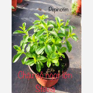 Cây cỏ ngọt Stevia - trà cỏ ngọt -  cúc ngọt rễ khoẻ, đa công dụng, dễ trồng, hàm lượng đường cao, không calo