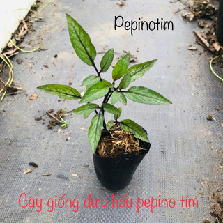 5 Cây giống dưa hấu pepino tím, dễ trồng nhanh phát triển