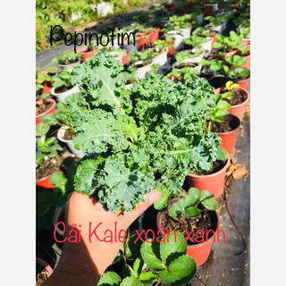 Combo 5 cây Cải kale xoắn xanh, kale Mỹ cây giống f1 khoẻ, thu hoạch quanh năm
