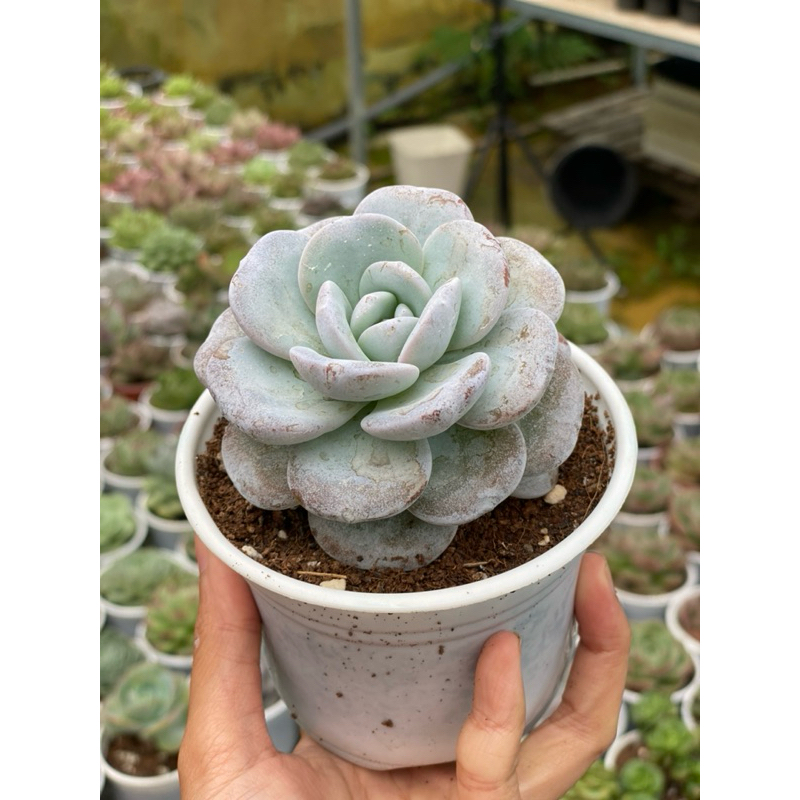 [Size Trung] Sen Đá Laui Hư 1 Đổi 1