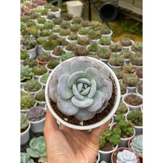 [Size Trung] Sen Đá Laui Hư 1 Đổi 1